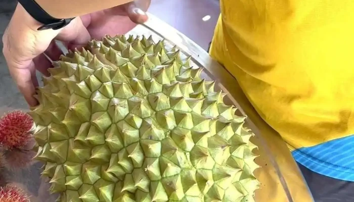 Du Lich Sinh Thai Hoang Nam Video - Bến Tre