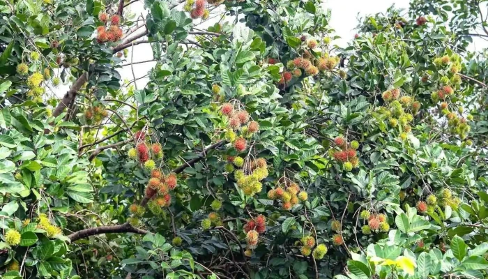 Du Lich Vuon Chu Loc La Cua Chu So Huu - Đồng Nai
