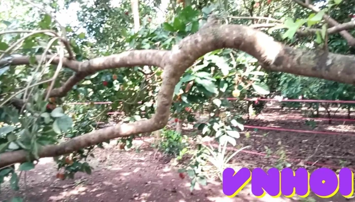 Du Lich Vuon Chu Loc La Video - Đồng Nai