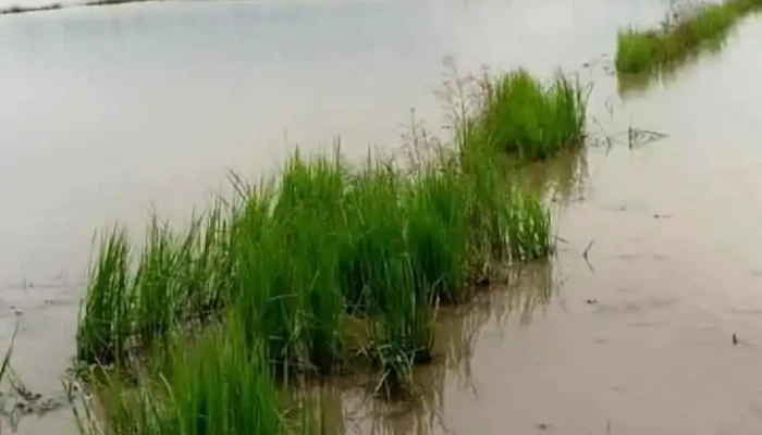 Giong Rieng Video - Kiên Giang