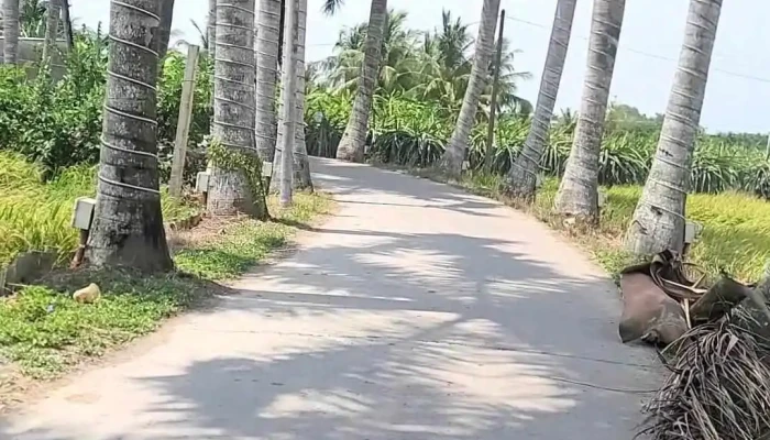 Hang Cau Vua Tan Tru Video - Long An