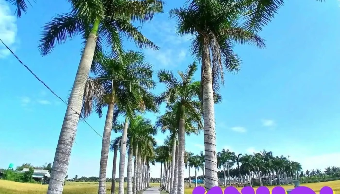 Hàng cau vua Tân Trụ - Long An