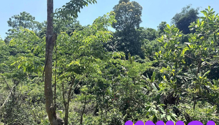 Hang Doi Tien An Moi Nhat - Quảng Nam