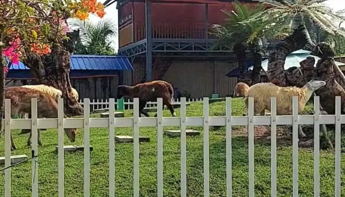 Hao Phat Farm Vuon - Đồng Tháp