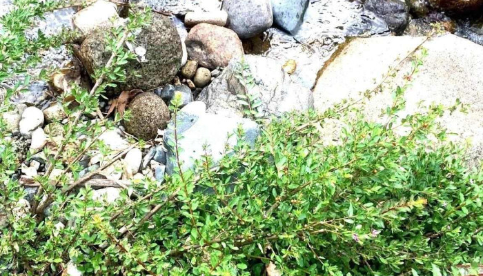 Ho Tien   La Ngau Moi Nhat - Bình Thuận