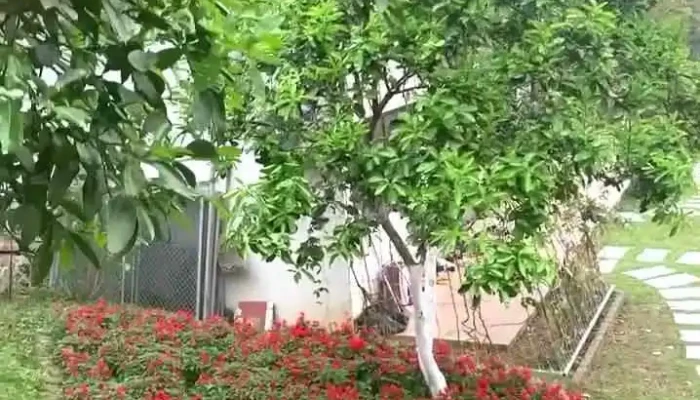 Hoa An Vien Video - Hòa Bình