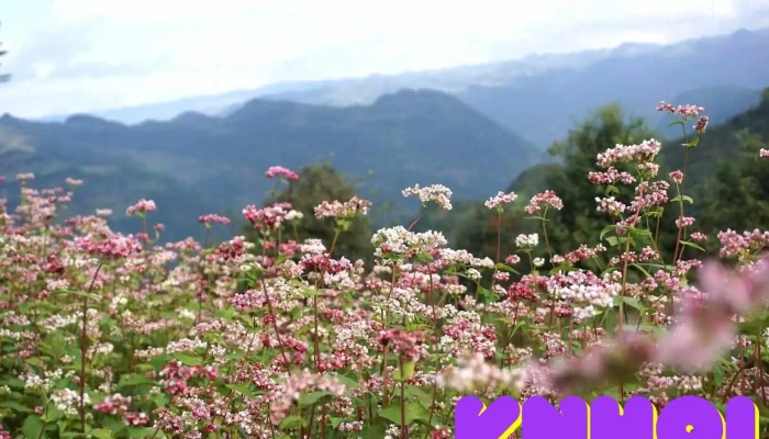 Hoa Tam Giác Mạch Buckwheat Flower Fields - Hà Giang