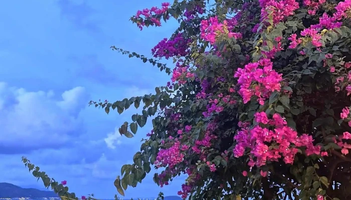 Hoi Quan Vinh Nha Trang Moi Nhat - Khánh Hòa
