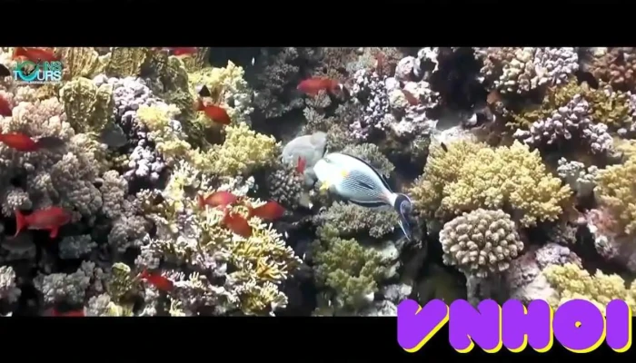 Johns Tours Phu Quoc Video - Kiên Giang