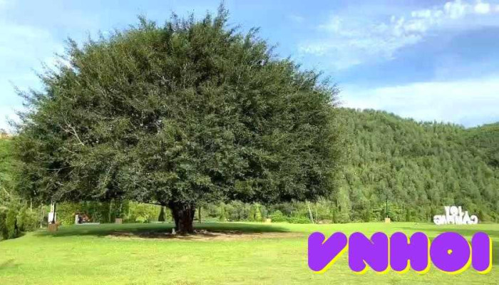 Joy Camping Hoa Binh Cua Khach Tro - Hòa Bình