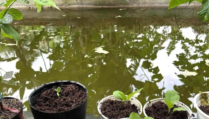 Jun Garden -  Vuon - Tiền Giang