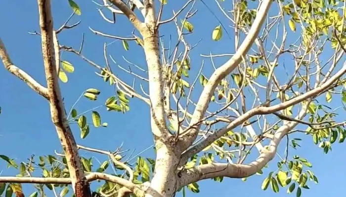 Kdl Bien Con Nhan Oi Moi Nhat - Bến Tre