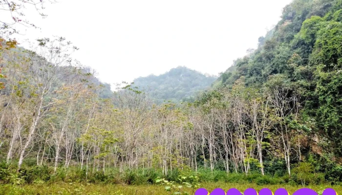 Khe Lanh Nui - Nghệ An