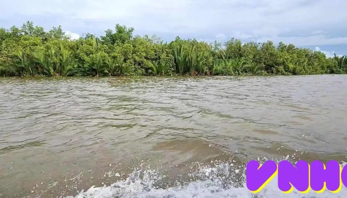 Khu Bao Ton Thien Nhien Dam Dong Ho Tat Ca - Kiên Giang