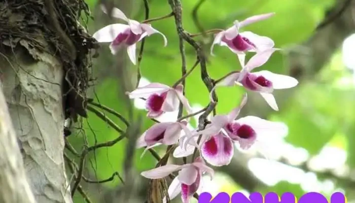 Khu Bảo tồn lan rừng vườn Troh Bư - Buôn Đôn - Đắk Lắk