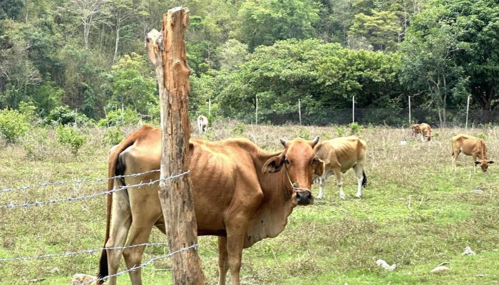 Khu Cam Trai Tu Tuc Vuon Dieu Moi Nhat - Bình Thuận