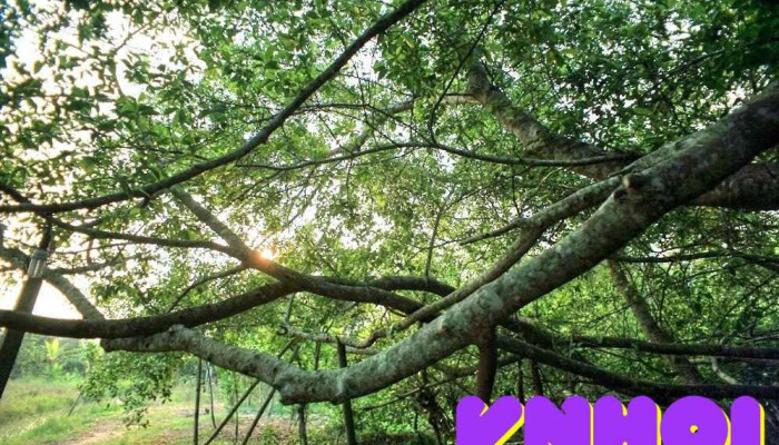 Khu di tích Giàn Gừa - Cần Thơ