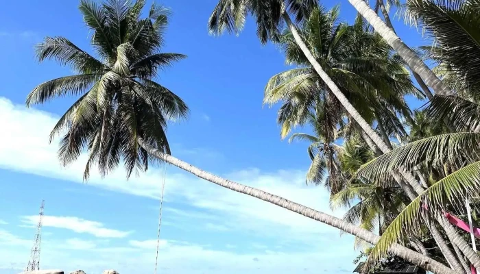 Khu Du Lich Bai Xep Cay Dua Nam Tat Ca - Kiên Giang