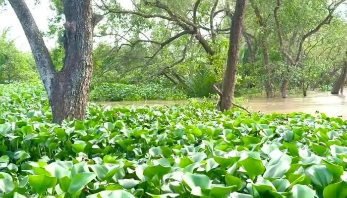 Khu Du Lich Con Phung Con Thoi Son Mekong Tour Video - Tiền Giang