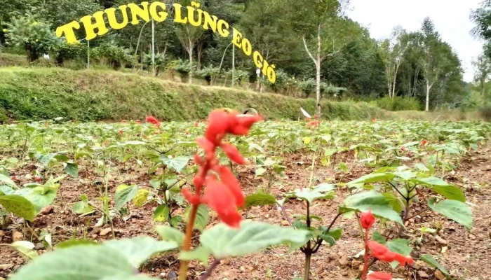 Khu Du Lich Sinh Thai Eo Gio   Nam Dan Cua Chu So Huu - Nghệ An