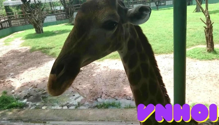 Khu Du Lich Sinh Thai Vuon Xoai Video - Đồng Nai