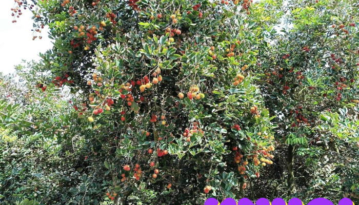 Khu Du Lich Vuon Chom Chom Hue Tat Ca - Bến Tre