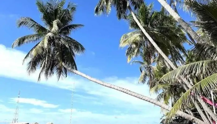 Khu Du Lịch Bãi Xếp (Cây Dừa Nằm) - Kiên Giang