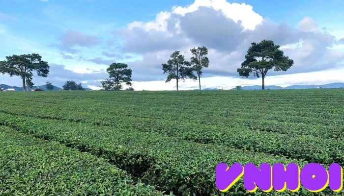 Khu du lịch Đồi Chè Mê Linh - Mê Linh