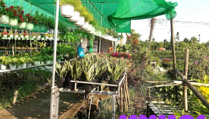 Làng Hoa Đồng Tháp - Cao Thắng