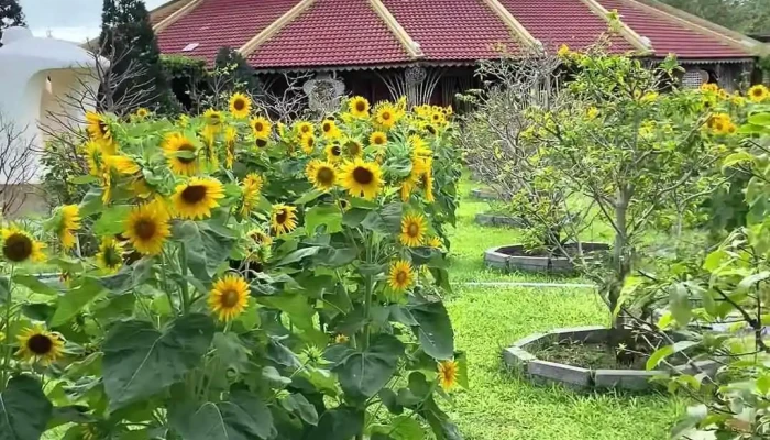 Lang Nghe Truong Son Video - Khánh Hòa