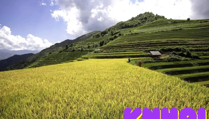 Lao Chai Viewpoint Tat Ca - Yên Bái