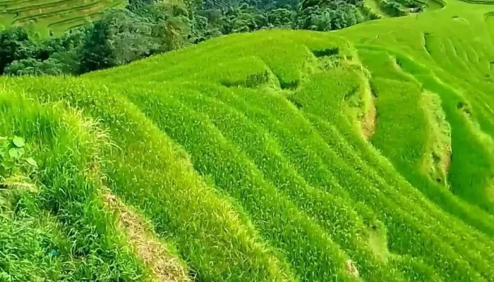 Mam Xoi Homestay Video - Hà Giang