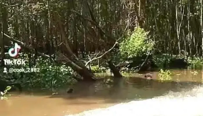 Mat Ong Rung Tram Tra Su Video - An Giang