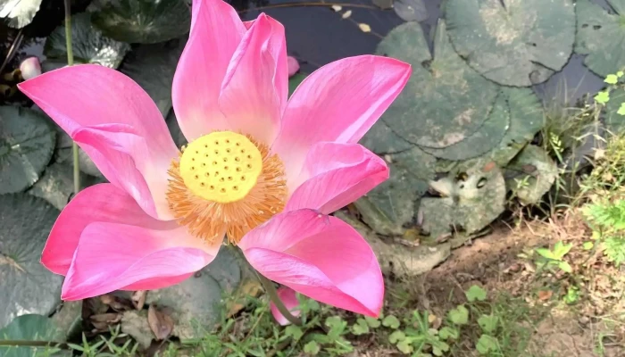 Mekong Ecolodge -  Moi Nhat - Tiền Giang