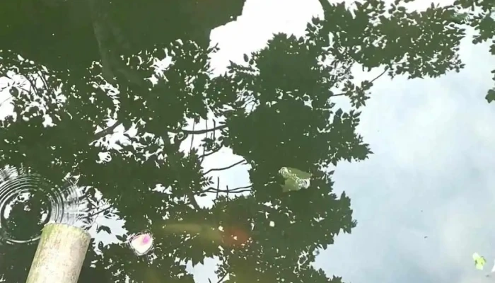 Morning Calm Garden Villa -    Ninh Binh Video - Ninh Bình