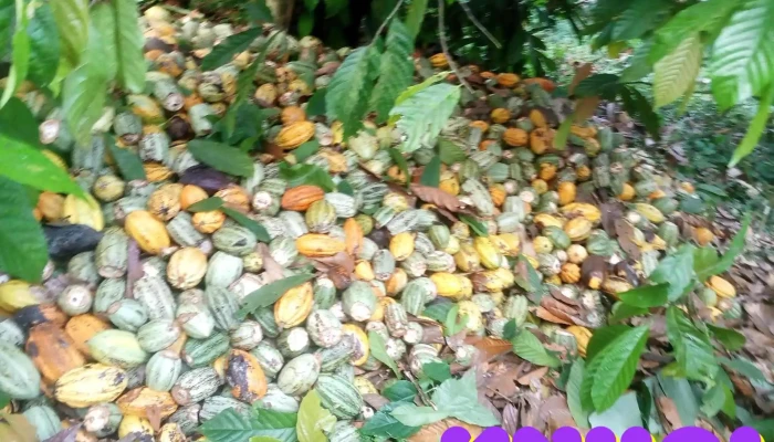 My Hao Tat Ca - Hưng Yên