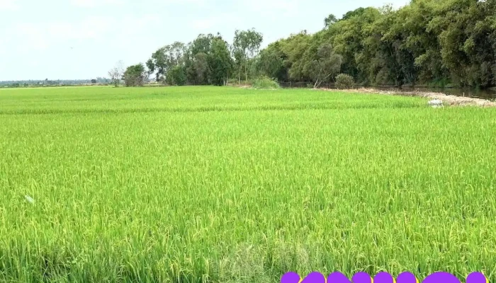 Mỹ Hòa - Đồng Tháp