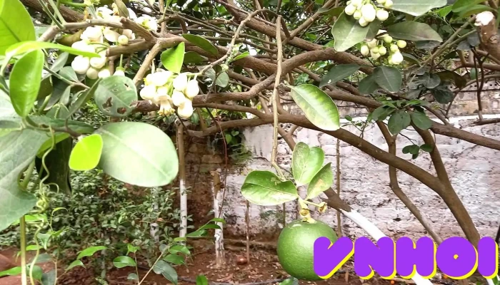 Nghia Dan Tat Ca - Nghệ An