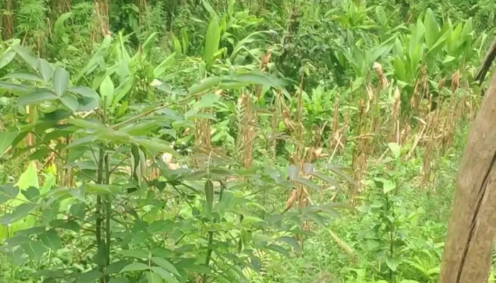 Nguyen Binh Video - Cao Bằng