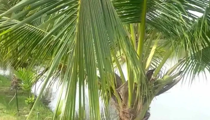 Nha Hang Somo Farm Cuu Long Video - Vĩnh Long