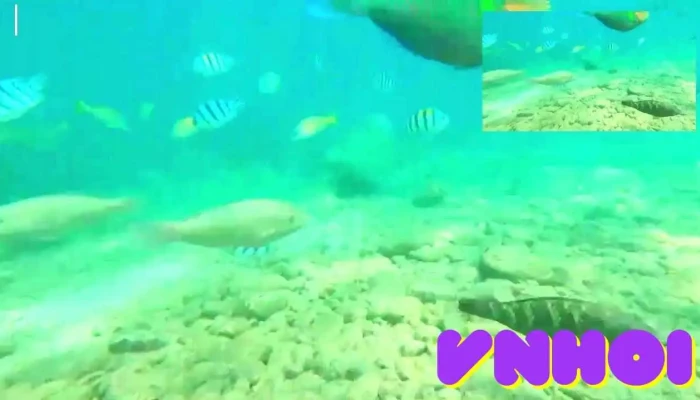 Nha Trang Snorkeling Tour Vuongland Travel Cua Chu So Huu - Khánh Hòa