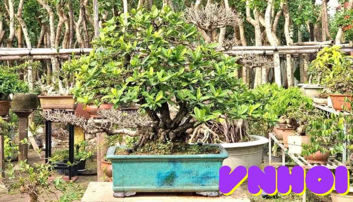 Nha Vuon Thuy Ly Vuon - Nam Định
