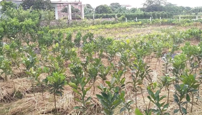 Nhà Vườn Xuân Lập - Quỳnh Phụ