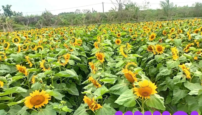 Nong Trai Anh Duong Tat Ca - Thanh Hóa