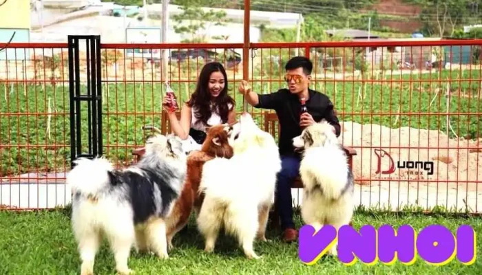 Nong Trai Cun Puppy Farm Cua Chu So Huu - Lâm Đồng