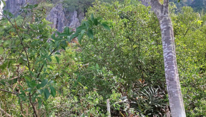 Nui Mo So Tat Ca - Kiên Giang