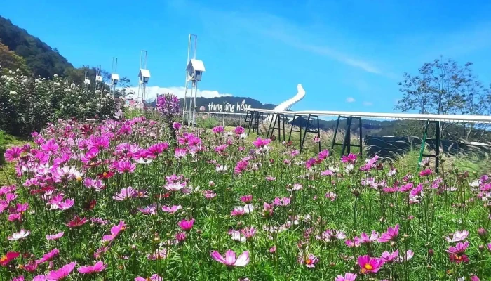 Pink Valley Da Lat Cua Chu So Huu - Lâm Đồng
