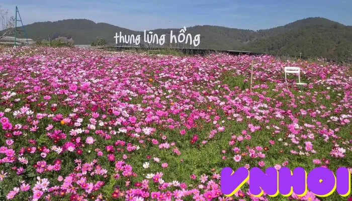 Pink Valley Da Lat Video - Lâm Đồng