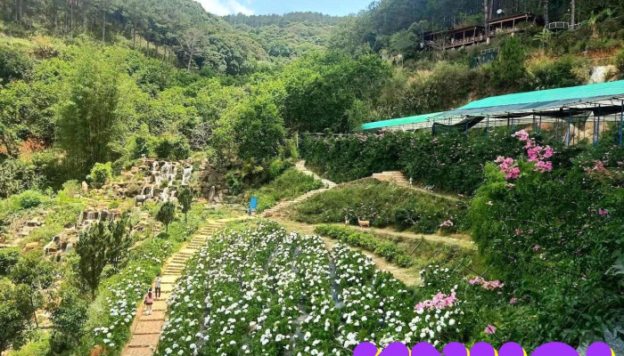 Pink Valley Đà Lạt - Lâm Đồng