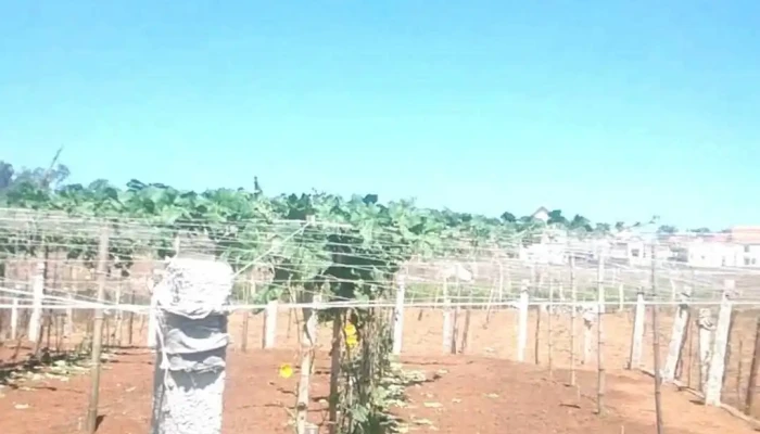 Quynh Lien Video - Nghệ An